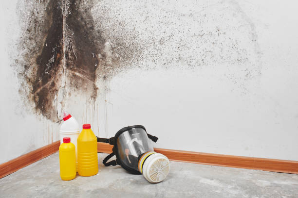 Best Professional Mold Removal  in Golden Gate, FL