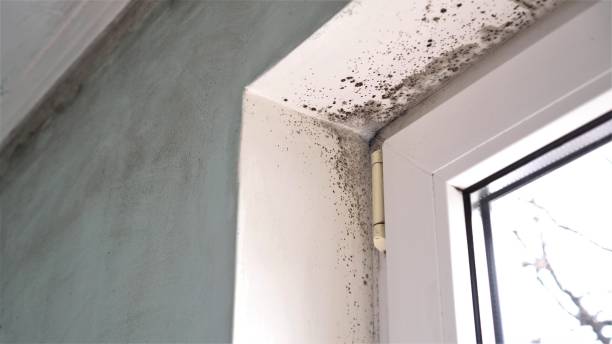 Best Emergency Mold Removal  in Golden Gate, FL