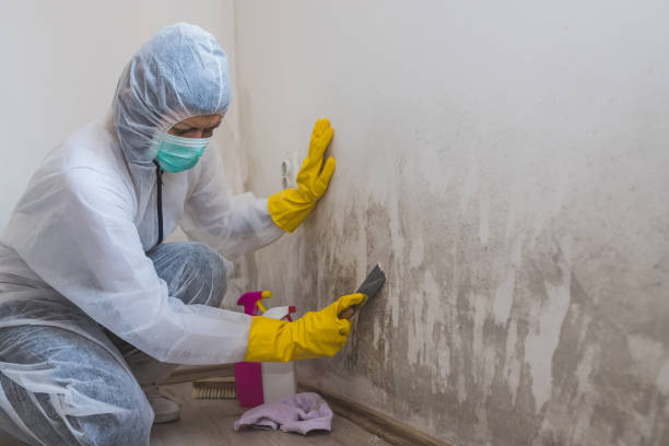Best Commercial Mold Removal  in Golden Gate, FL