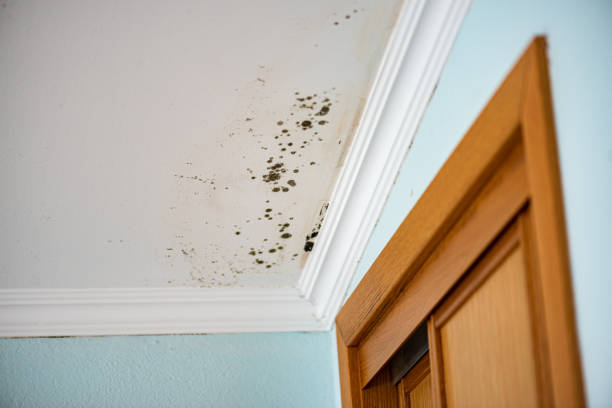Mold Removal Process in Golden Gate, FL