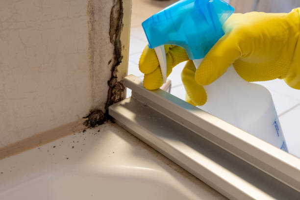 Best Mold Removal and Inspection  in Golden Gate, FL