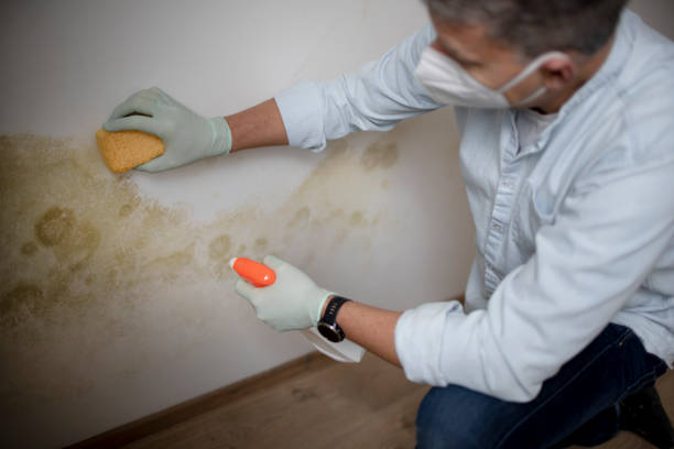 Best Affordable Mold Removal  in Golden Gate, FL
