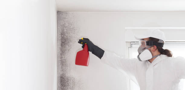 Best Residential Mold Removal  in Golden Gate, FL