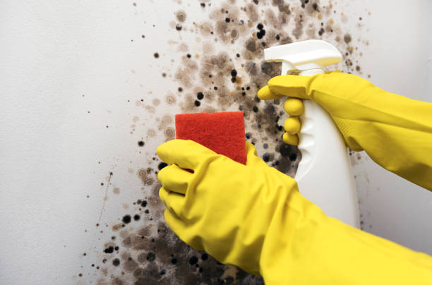 Best Toxic Mold Removal  in Golden Gate, FL