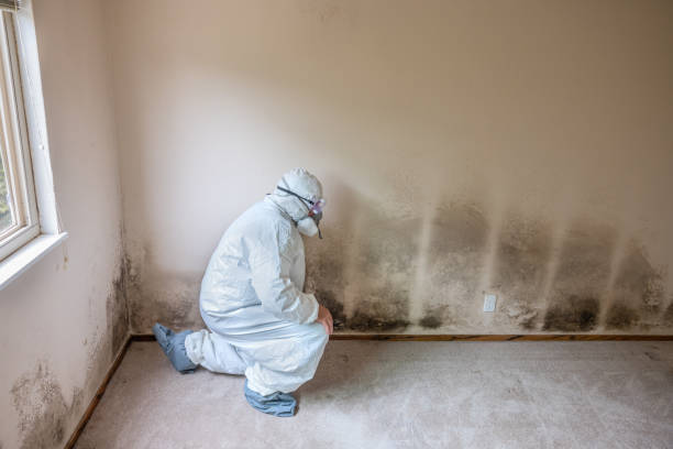 Best Mold Removal Company Near Me  in Golden Gate, FL