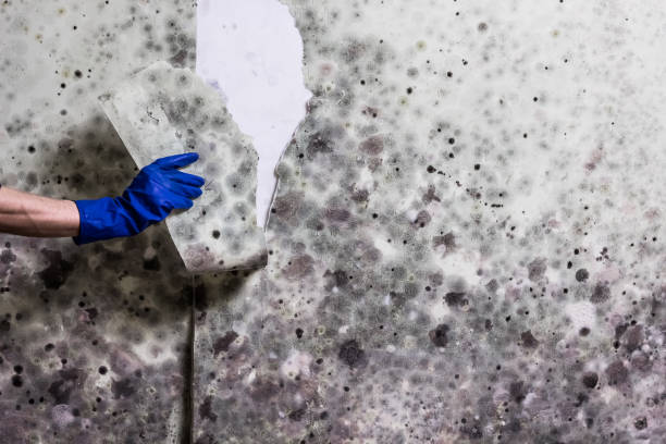 Professional Mold Removal in Golden Gate, FL