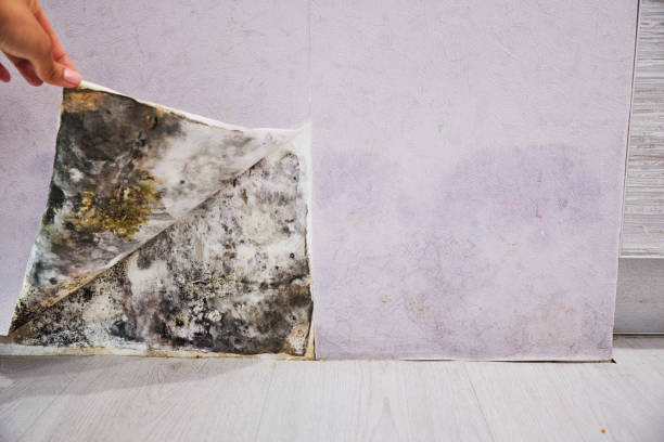 Best Mold Remediation  in Golden Gate, FL